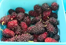 Manfaat Buah Murbei Bagi Kesehatan dan Kecantikan