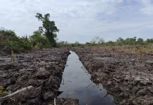 Polda Riau Usut Dugaan Perambahan Hutan Mangrove di Rokan Hilir