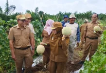 Sulap Lahan Gambut Jadi Kebun Melon, Petani Siak Buktikan Gambut Bisa Produktif