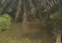DPRD Riau Minta Perusahaan Sawit Jaga Sempadan Sungai
