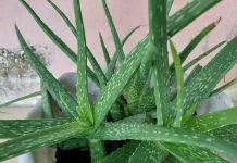 Rambut Sehat dan Berkilau dengan Lidah Buaya