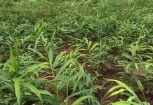 Kebun Jahe Merah, Budidaya Herbal Bernilai Tinggi yang Menjanjikan