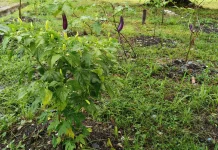 Lahan Pekarangan Produktif Solusi Cerdas Ketahanan Pangan Keluarga
