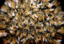Feromon Kematian pada Lebah, Rahasia Koloni Menjaga Diri dari Penyakit