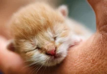 Mengenal Anak Kucing Runt, Si Paling Kecil dalam Satu Kelahiran