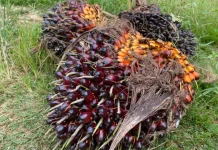 Bungkil Inti Sawit Jadi Harapan Baru Pakan Ternak Riau