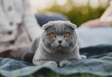 Ras Kucing Paling Populer di Indonesia
