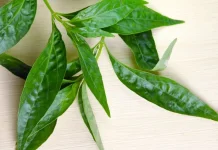 Manfaat Daun Sambiloto, Tanaman Herbal Pahit yang Kaya Khasiat bagi Kesehatan