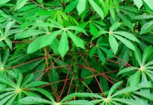 Manfaat Daun Ubi bagi Kesehatan