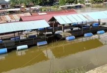 Keramba Apung Desa Buluh Cina Menggerakkan Ekonomi Masyarakat
