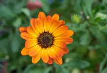 Tanaman Herbal Berbunga Cantik dari Keluarga Aster