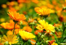 Calendula: Tanaman Herbal yang Banyak Dimanfaatkan untuk Perawatan Kulit