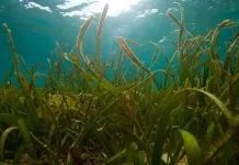 Manfaat Lamun bagi Ekosistem Laut, Rumah bagi Biota hingga Penyimpan Karbon