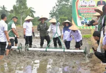 Kampar Perkuat Produksi Pangan lewat Gerakan Tanam Padi Modern