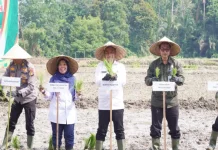 Pemkab Kampar Canangkan Gerakan Tanam Padi