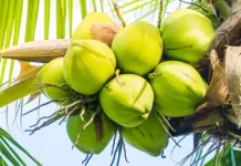 Pemprov Riau Ungkap Penyebab Harga Kelapa Inhil Turun