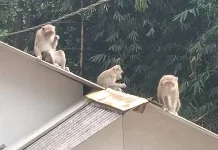 Belasan Warga Tembilahan Jadi Korban Serangan Monyet Liar