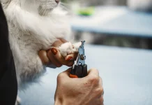 Cara Memotong Kuku Kucing dengan Aman dan Mudah
