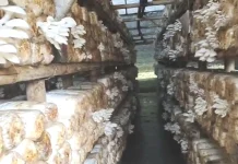 Prospek Cerah Budidaya Jamur Tiram di Riau