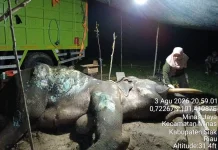 BBKSDA Riau Berduka, Gajah Jovi Mati di PLG Minas