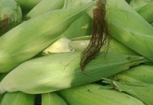 Jagung Sehat Tubuh Kuat