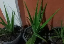 Lidah Buaya Bikin Sehat