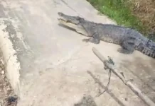 Buaya Muara Masuk Permukiman, Warga Desa Undan Berhasil Tangkap Predator