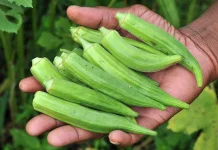 Manfaat Tanaman Okra bagi Kesehatan Tubuh