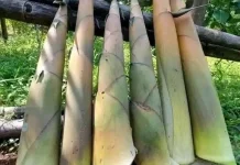 Rebung Kuning Merupakan Pilihan Sayuran yang Bergizi