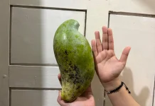 Rahasia Dibalik Buah Mangga Berukuran Jumbo