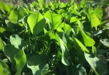 Genjer, Sayuran Tradisional dengan Segudang Manfaat bagi Tubuh