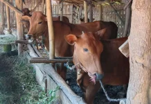 Pemprov Riau Lelang 50 Sapi, Ditutup Hari Ini