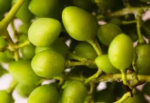 Rimbang, Buah Kecil Tropis dengan Segudang Potensi Kesehatan