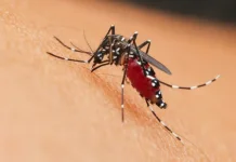 Kasus Suspek Dengue di Pekanbaru Naik Jadi 42