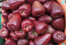Jambu Madu Merah, Segar Manis Kaya Manfaat Kesehatan