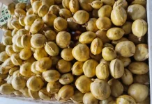 Tips Memilih Jengkol untuk Dijadikan Kerupuk