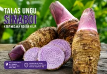 Talas Ungu Sinaboi, Komoditas Lokal Rohil menuju Perlindungan IG