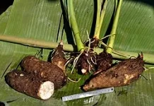 Kimpul Viral, Ini Kandungan dan Manfaatnya