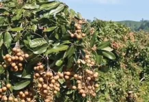 Mengembangkan Usaha Kelengkeng sebagai Komoditas Unggulan Hortikultura Riau