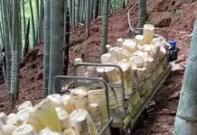 Alasan Masyarakat China Suka Mengonsumsi Rebung