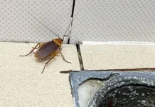 Cara Efektif Cegah Kecoa Bersarang di Rumah