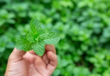 Beragam Manfaat Daun Mint untuk Kesehatan