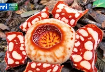 Rafflesia Hasseltii, Flora Langka Merah Putih dari Hutan Kuantan Singingi Riau