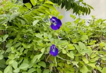 Manfaat Bunga Telang, Si Biru Cantik yang Kaya Antioksidan