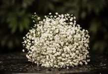 Mengenal Baby Breath, Bunga Mungil yang Jadi Favorit untuk Buket dan Pernikahan