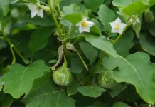 Terong Lalap, Usaha Hortikultura dengan Permintaan Pasar yang Menjanjikan