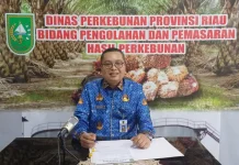 Harga TBS Sawit Mitra Swadaya di Riau Terus Naik