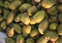 Sirsak Kaya Nutrisi, Sahabat Sehat Keluarga