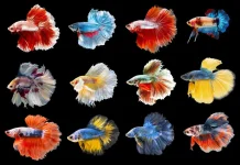 Panduan Memelihara Ikan Cupang agar Tetap Sehat dan Segar