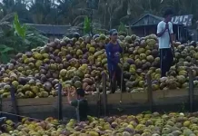 Harga Kelapa Inhil Anjlok, DPRD Riau Akan Panggil Dinas Terkait